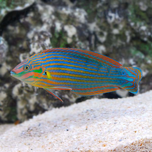 Melanurus Wrasse 
(Halichoeres melanurus)