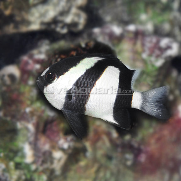 lg-70054-three-striped-damsel Three Stripe Damselfish (Dascyllus aruanus) - Image 1