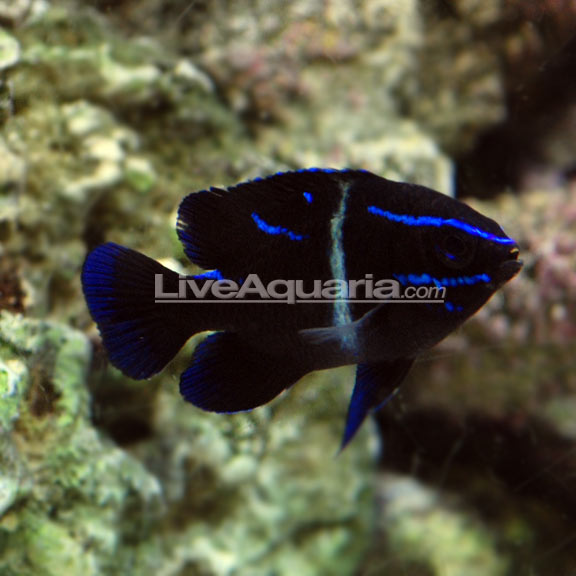 Blue Velvet Damselfish 
(Paraglyphidodon oxyodon)