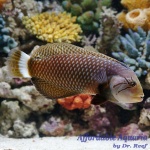 Dragon Wrasse