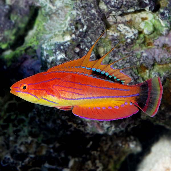 Carpenter's Flasher Wrasse 
(Paracheilinus carpenteri)