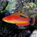 Carpenter's Flasher Wrasse