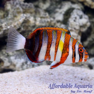 Harlequin Tusk (Aussie)