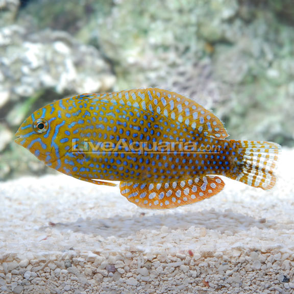 Potter's Leopard Wrasse EXPERT ONLY 
(Macropharyngodon geoffroyi)