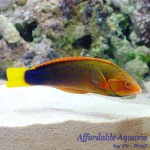 Red Coris Wrasse