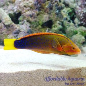 Red Coris Wrasse