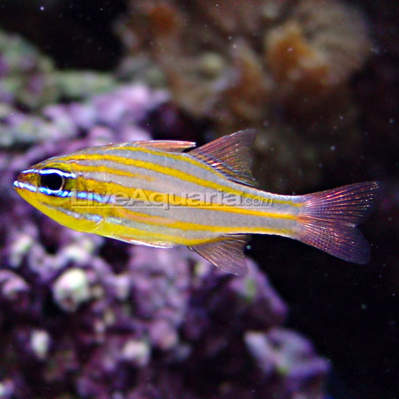 Yellowstriped Cardinalfish