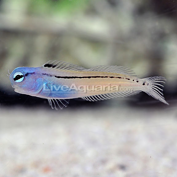 Red Sea Mimic Blenny 
(Ecsenius gravieri)