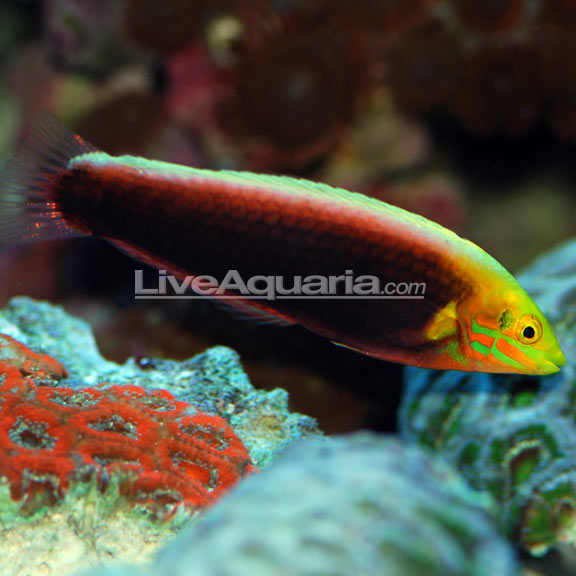 Radiant Wrasse EXPERT ONLY 
(Halichoeres iridis)