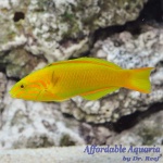 Banana Wrasse (Male)