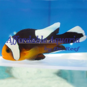Saddleback Clownfish, Captive-Bred (Amphiprion polymnu