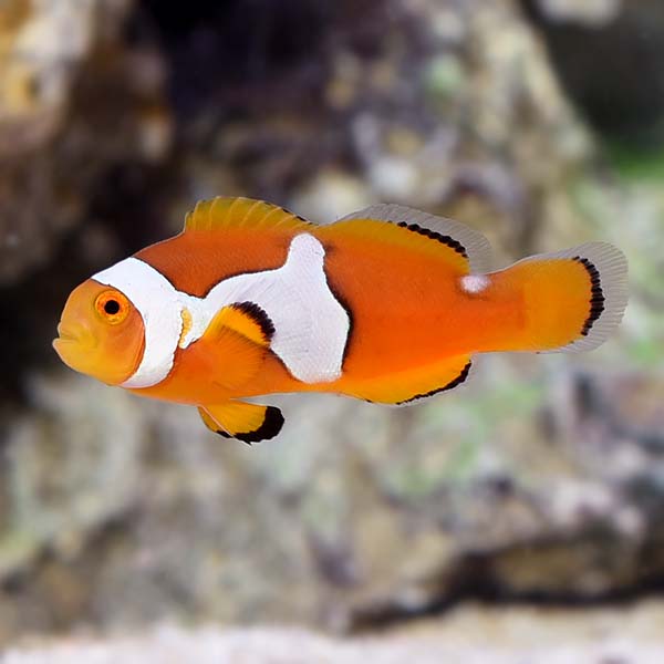 Semi Picasso Clownfish, Captive-Bred 
(Amphiprion percula)
