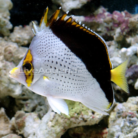 Tinkeri Butterflyfish 
(Chaetodon tinkeri)