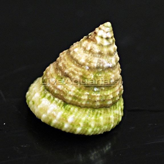 lg-89375-snail Turban Snail (Tectus fenestratus) - Image 1