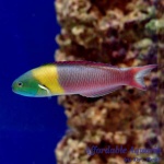 Paddlefin Wrasse (Female)