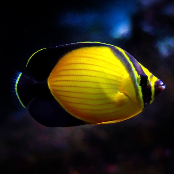 Arabian Butterflyfish 
(Chaetodon melapterus)