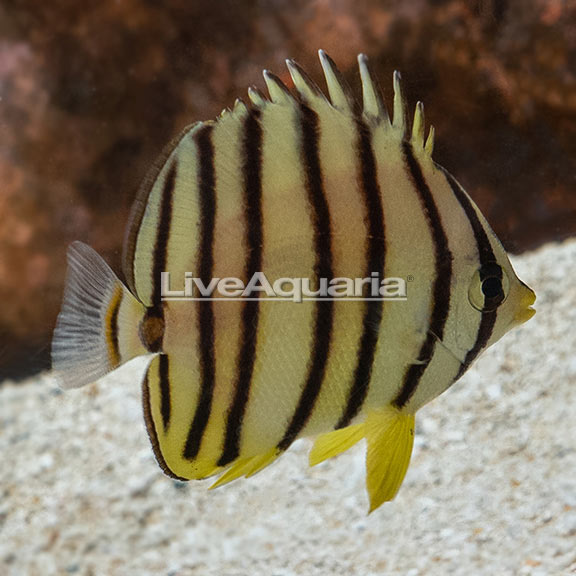 Eight-banded Butterflyfish 
(Chaetodon octofasciatus )