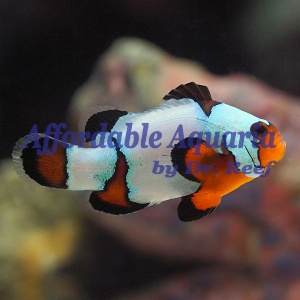 Captive-Bred Black Ice Clownfish (Amphiprion ocellaris)