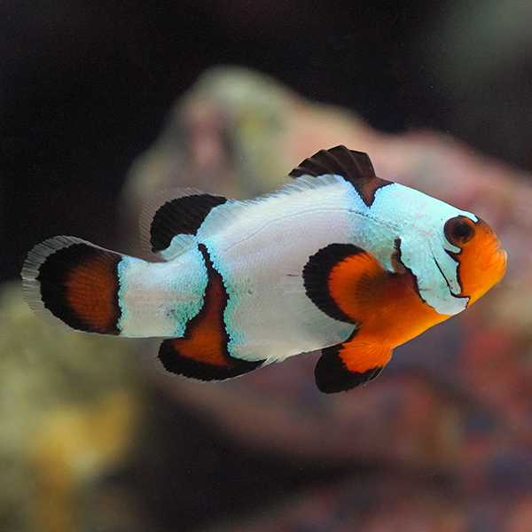 lg-black-ice-a Captive-Bred Black Ice Clownfish (Amphiprion ocellaris) - Image 1