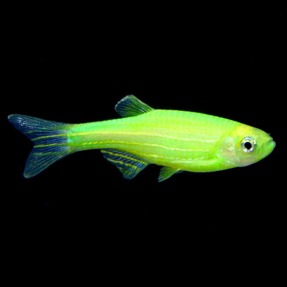 GloFish®, Electric Green® Danio (Danio rerio)
