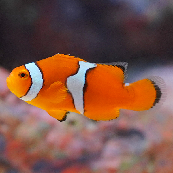 Captive-Bred Wide Bar Mocha Clownfish 
(Amphiprion ocellaris var.)