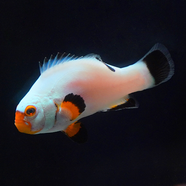 Captive-Bred Platinum Percula Clownfish 
(Amphiprion percula)