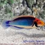 Red Head Solon Fairy Wrasse
