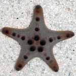 Chocolate Chip Sea Star 
(Protoreaster nodosus)