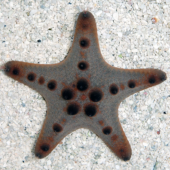 lg37168ChocolateChipSeaStar Chocolate Chip Sea Star
(Protoreaster nodosus) - Image 1