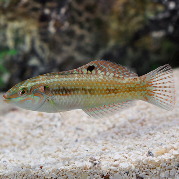 Pearly Wrasse 
(Halichoeres margaritaceus)