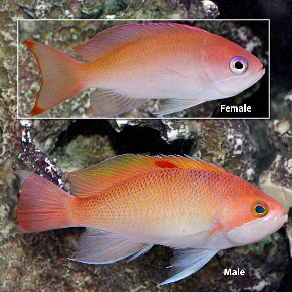 Stocky Anthias 
(Pseudanthias hypselosoma)