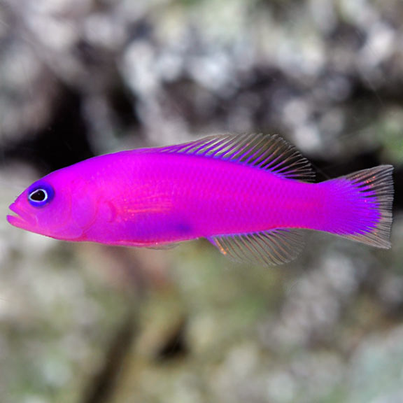 lg72524PurpleDottyback Purple Dottyback - Image 1
