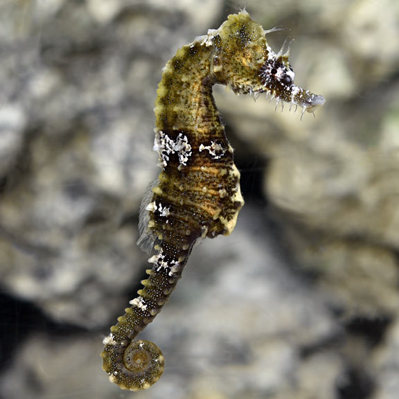 Lined Seahorse - Captive-Bred 
(Hippocampus erectus)