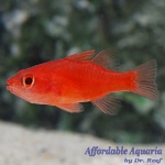 Red Stop Light Cardinalfish