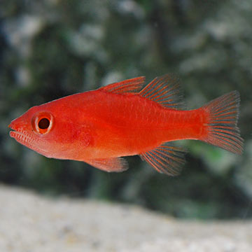 Red Stop Light Cardinalfish 
(Apogonichthys hyalinus)