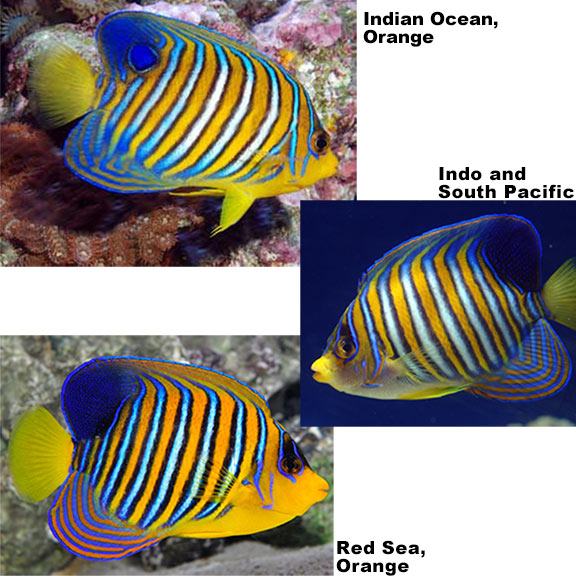 Regal Angelfish EXPERT ONLY 
(Pygoplites diacanthus)