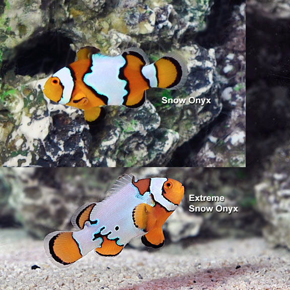 Snow Onyx Clownfish, Captive-Bred (Amphriprion ocellaris x Amphriprion percula)