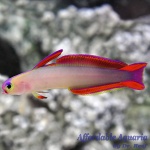 Firefish Purple