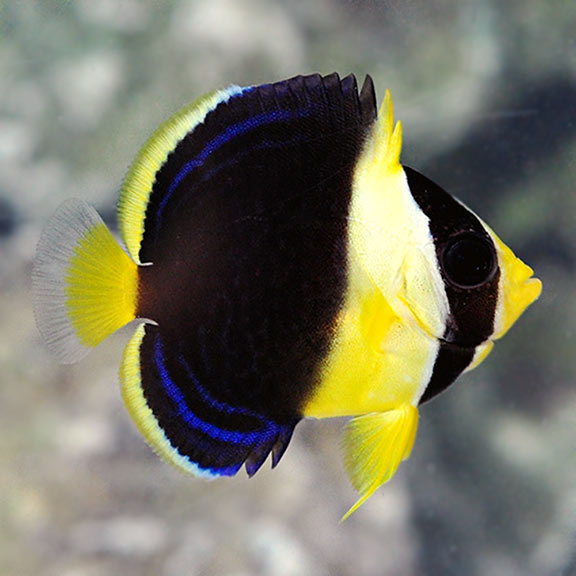 Scribbled Angelfish, Juvenile, Captive-Bred 
(Chaetodontoplus duboulayi)