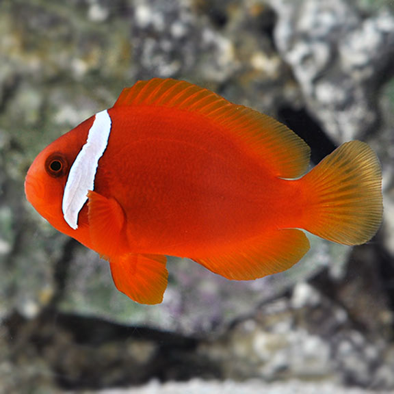 Proaquatix Captive-Bred Tomato Clownfish 
(Amphiprion frenatus)