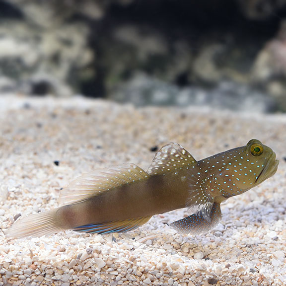 Spotted Watchman Goby 
(Cryptocentrus cinctus)