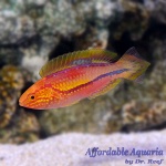 Splendid Pintail Fairy Wrasse