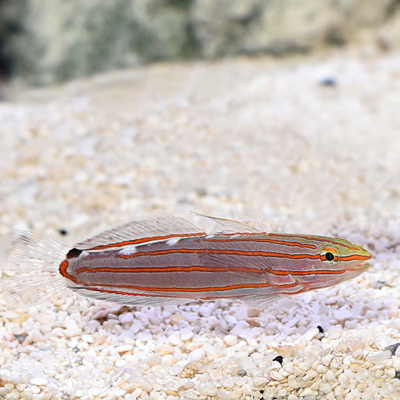 Biota Captive-Bred Court Jester Goby(Koumansetta rainfordi)