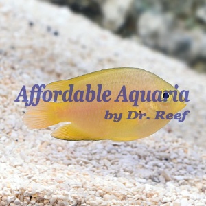 Lemon Damselfish (Pomacentrus moluccensis)