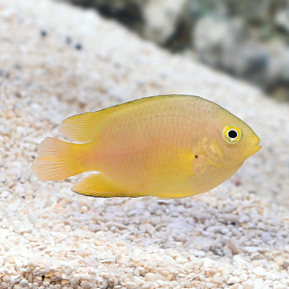 Lemon Damselfish (Pomacentrus moluccensis)