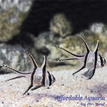 Banggai Cardinal (Captive Bred)