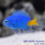 Yellowtail Damselfish