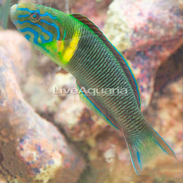 Newton's Wrasse 
(Thalassoma newtoni)