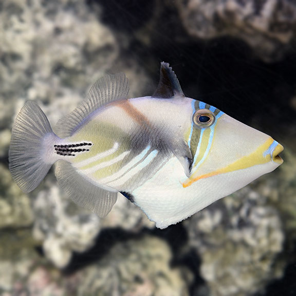 Humu Picasso Triggerfish 
(Rhinecanthus aculeatus)