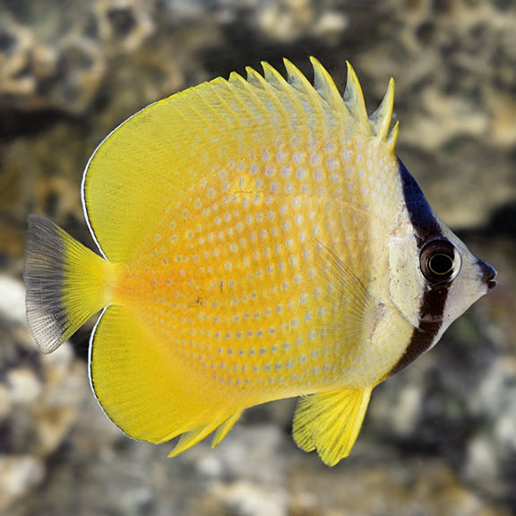Orange Butterflyfish 
(Chaetodon kleini)